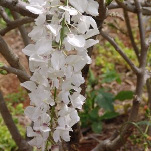 Wisteria sinensis alba
