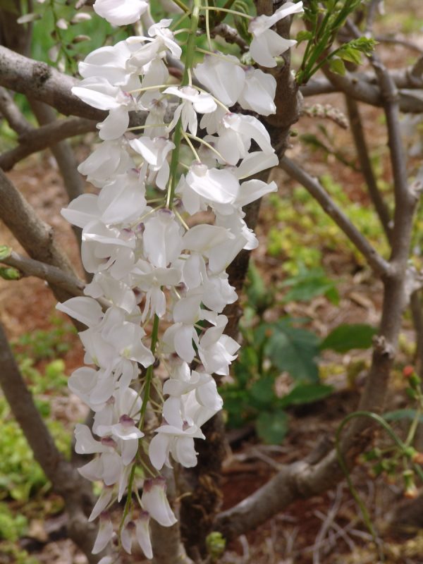 Wisteria sinensis alba