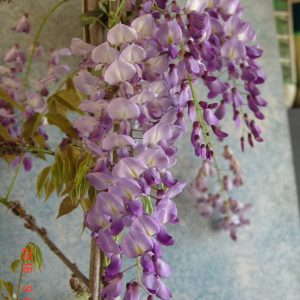 Wisteria sinensis Blue Pacific