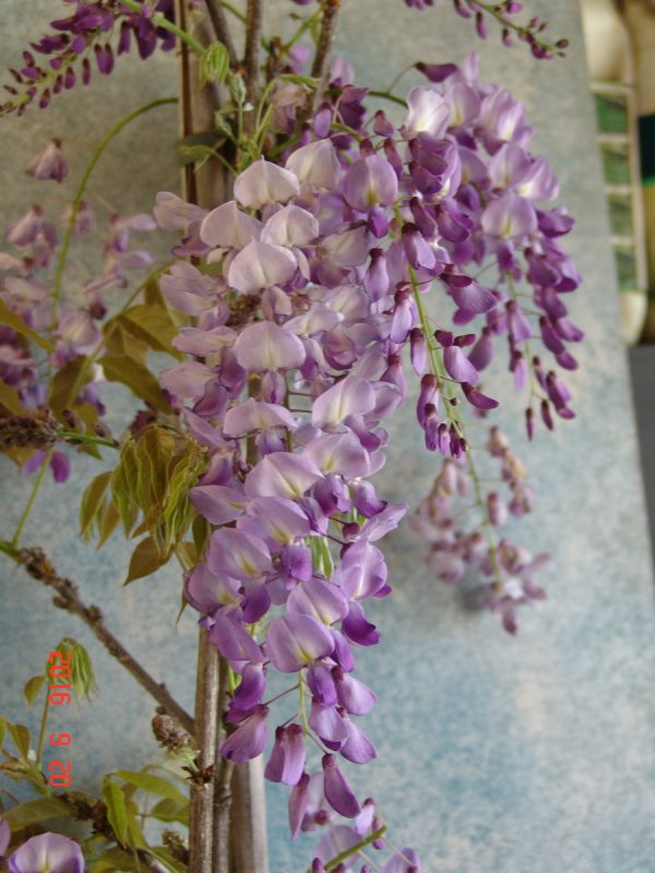 Wisteria sinensis Blue Pacific