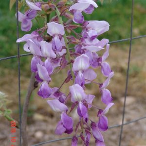 Wisteria brachybotrys 'Murasaki-Kapitan'