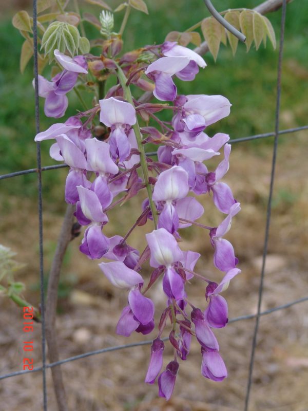 Wisteria brachybotrys 'Murasaki-Kapitan'