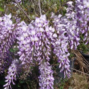 Wisteria Formosa