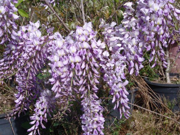 Wisteria Formosa