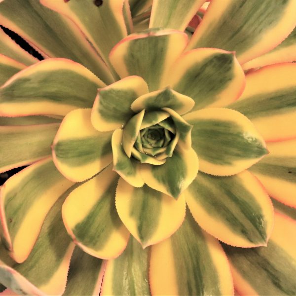 Aeonium 'Sunburst'
