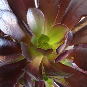 Aeonium Atropurpureum