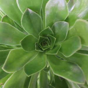 Aeonium Arborium Green
