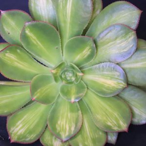 Aeonium Moonburst