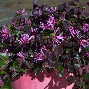 Loropetalum Bobz Pink
