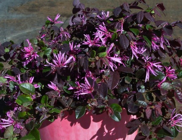 Loropetalum Bobz Pink