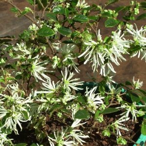 Loropetalum Bobz White