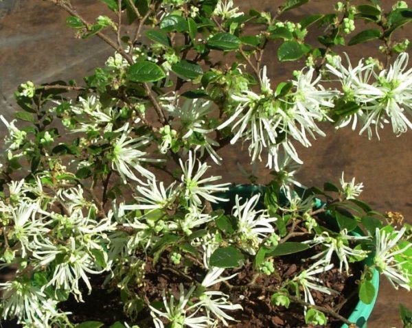 Loropetalum Bobz White
