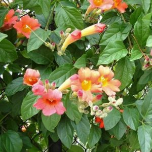Distictus buccinatoria - Mexican Blood flower