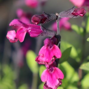Salvia Merlot -Greggii