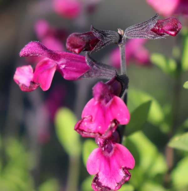 Salvia Merlot -Greggii