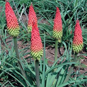 Kniphofia hirsuta 'Traffic Lights'