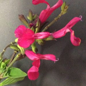 Salvia Christines Surprise -Microphylla