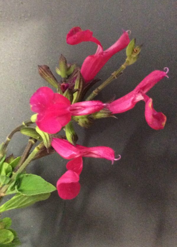 Salvia Christines Surprise -Microphylla