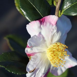 Camellia sasanqua Apple Blossom - Fragrant