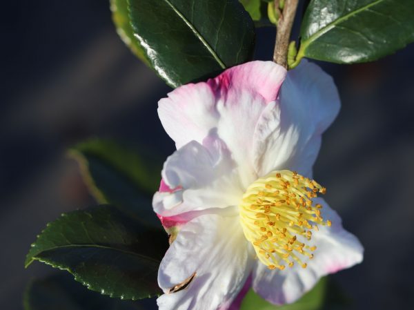 Camellia sasanqua Apple Blossom - Fragrant