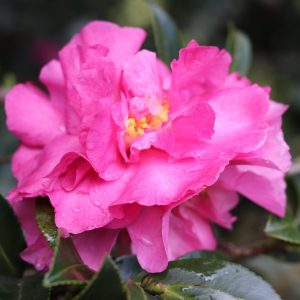 Camellia sasanqua Shisi Gashira