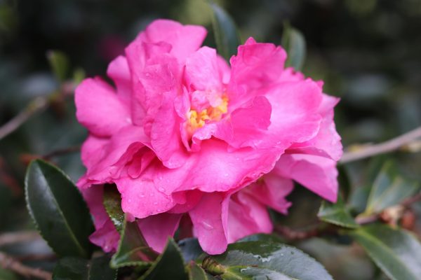 Camellia sasanqua Shisi Gashira