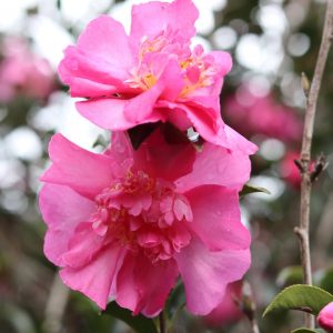 Camellia sasanqua Vanity Fair - Fragrant