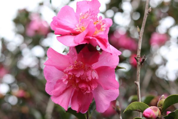 Camellia sasanqua Vanity Fair - Fragrant