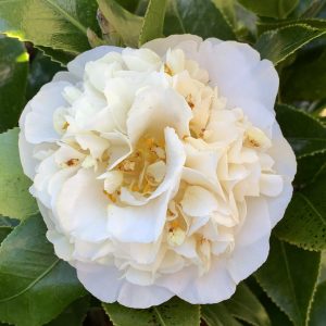 Camellia japonica Brushfields Yellow