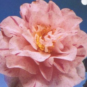 Camellia japonica Carter's Sunburst
