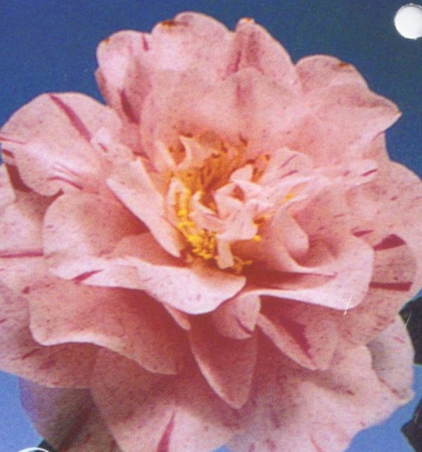 Camellia japonica Carter's Sunburst