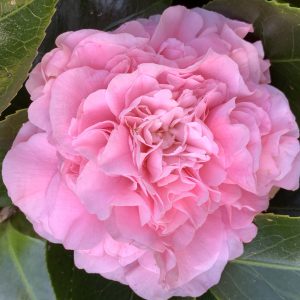 Camellia japonica Debutante