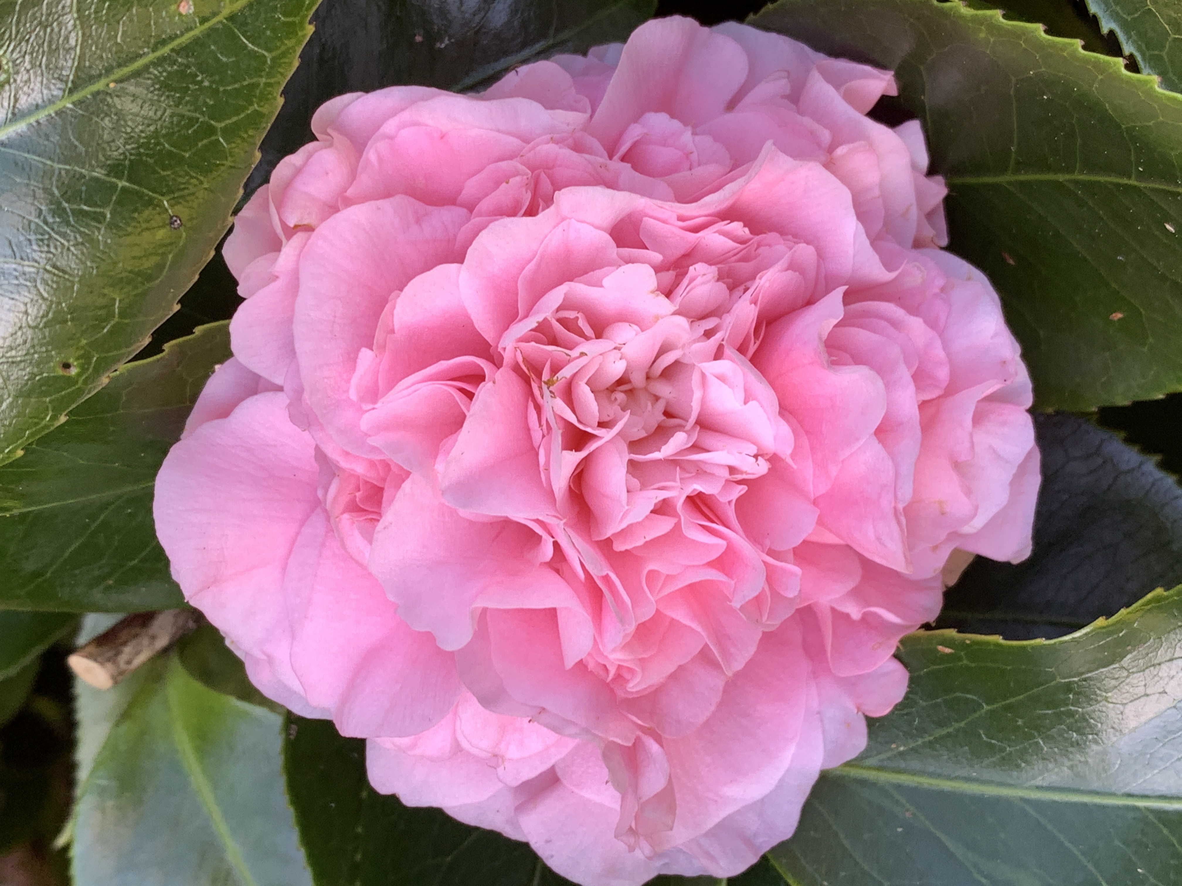 Monrovia® Debutante Camellia - Camellia japonica 'Debutante' – ServeScape