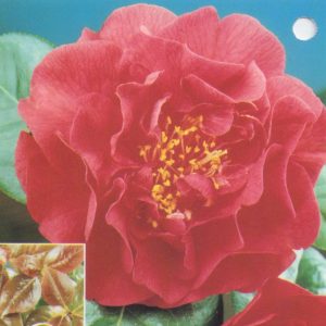 Camellia reticulata x japonica Dr. Clifford Parks