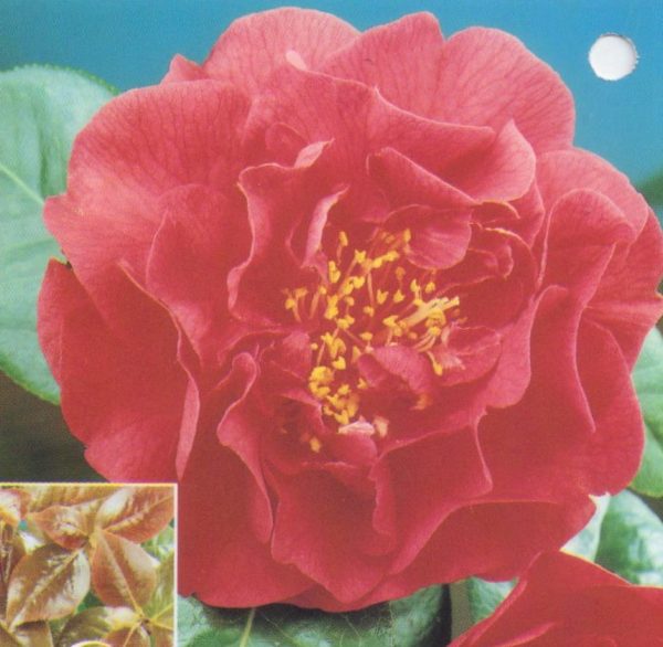 Camellia reticulata x japonica Dr. Clifford Parks
