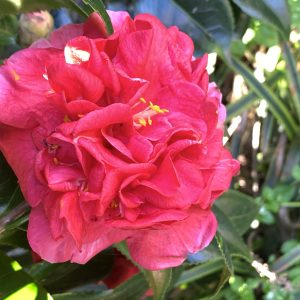 Camellia japonica Elegans
