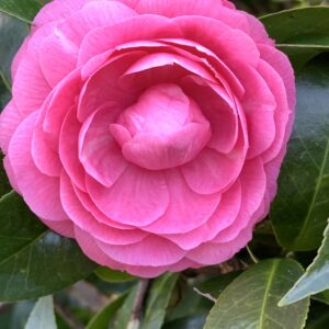 Camellia japonica High Jinks