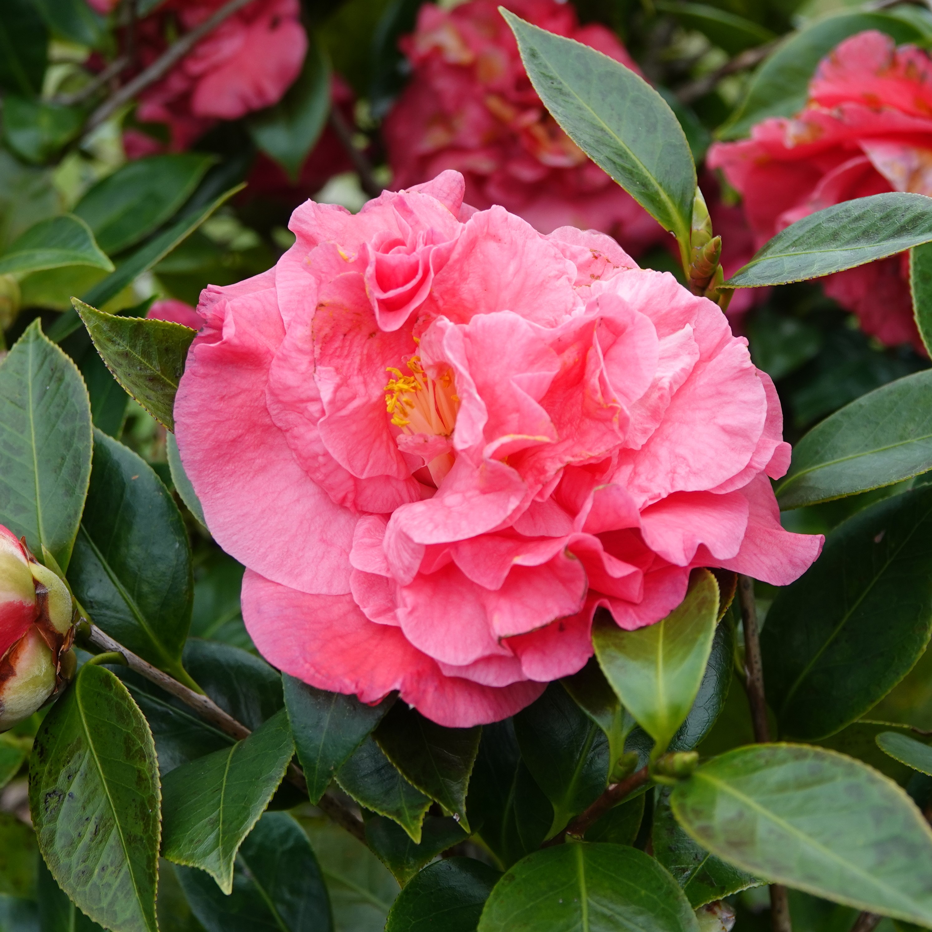 Camellia japonica Carolyn Tuttle