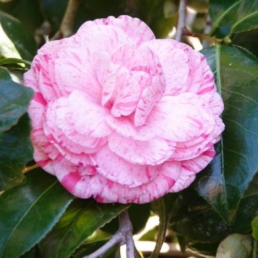 Camellia japonica Helenor