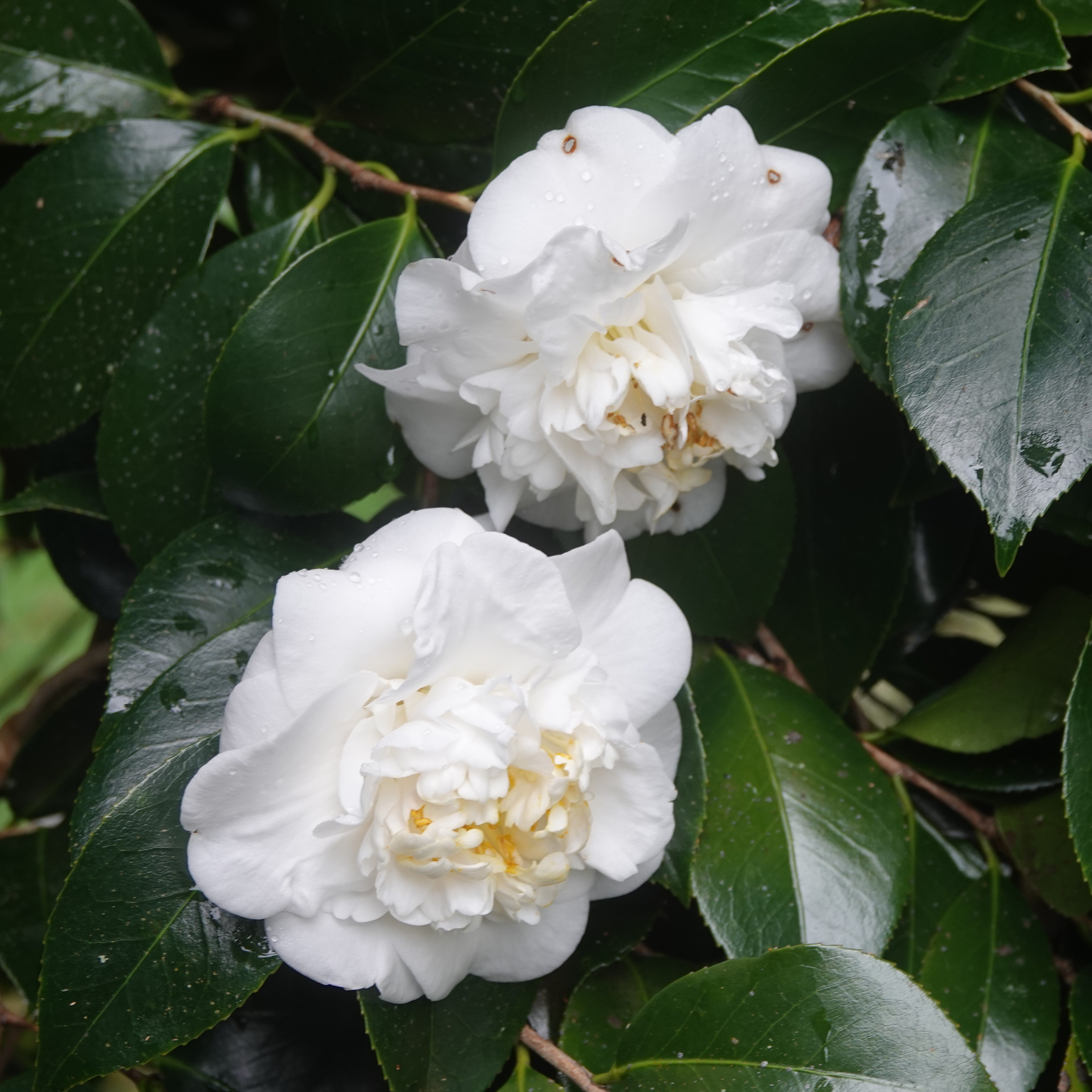 Camellia japonica Man Size
