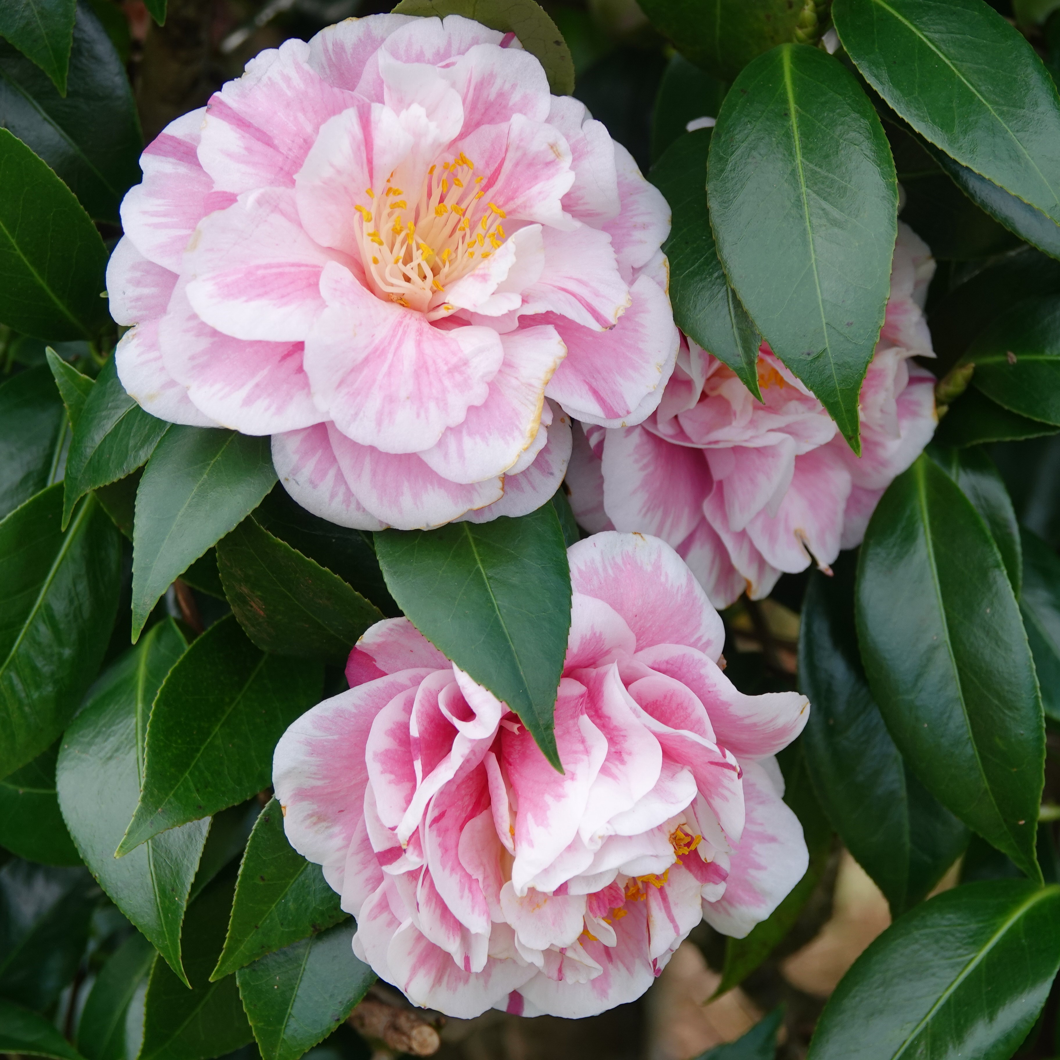 Camellia japonica Tomorrow's Dawn