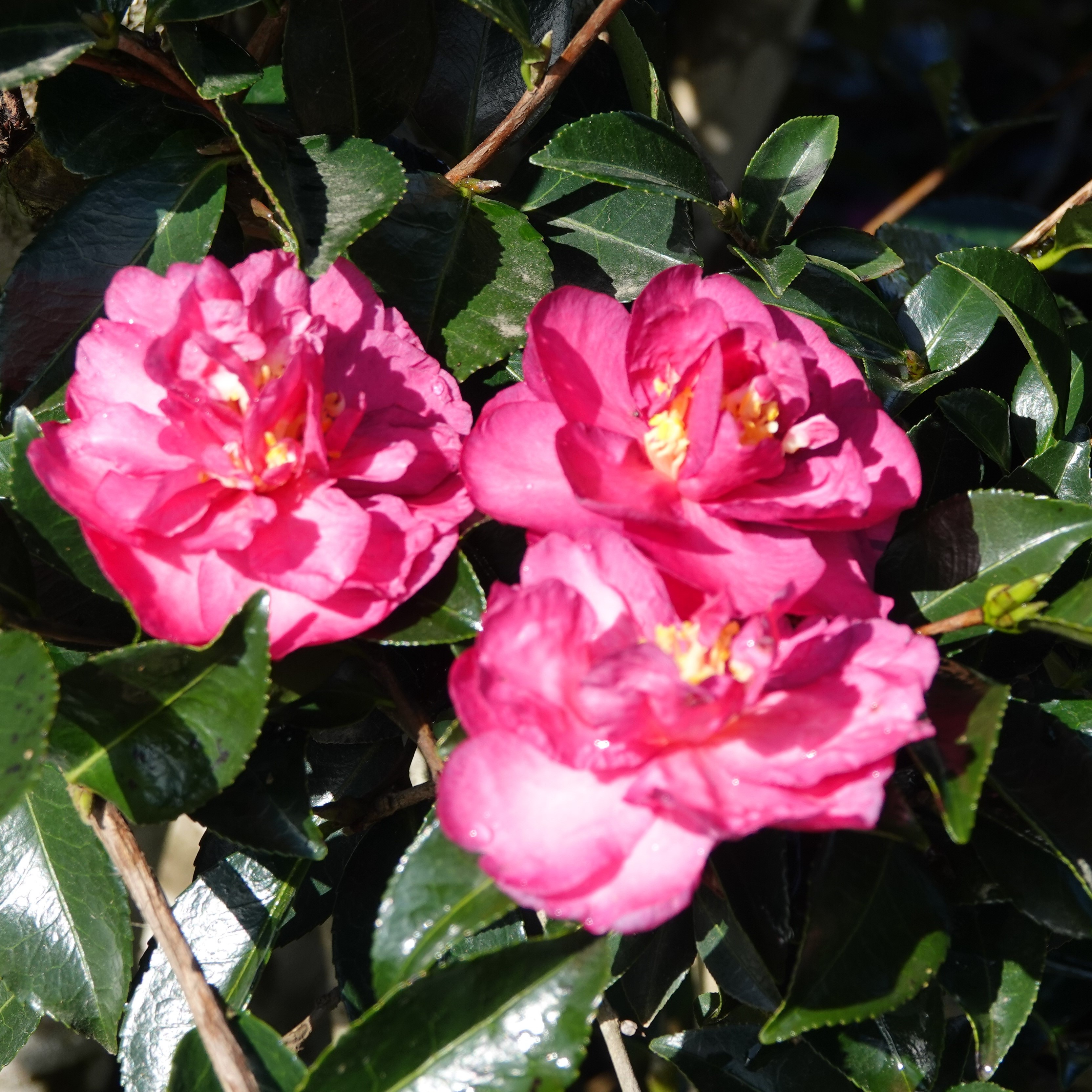 Camellia sasanqua Dazzler - Fragrant