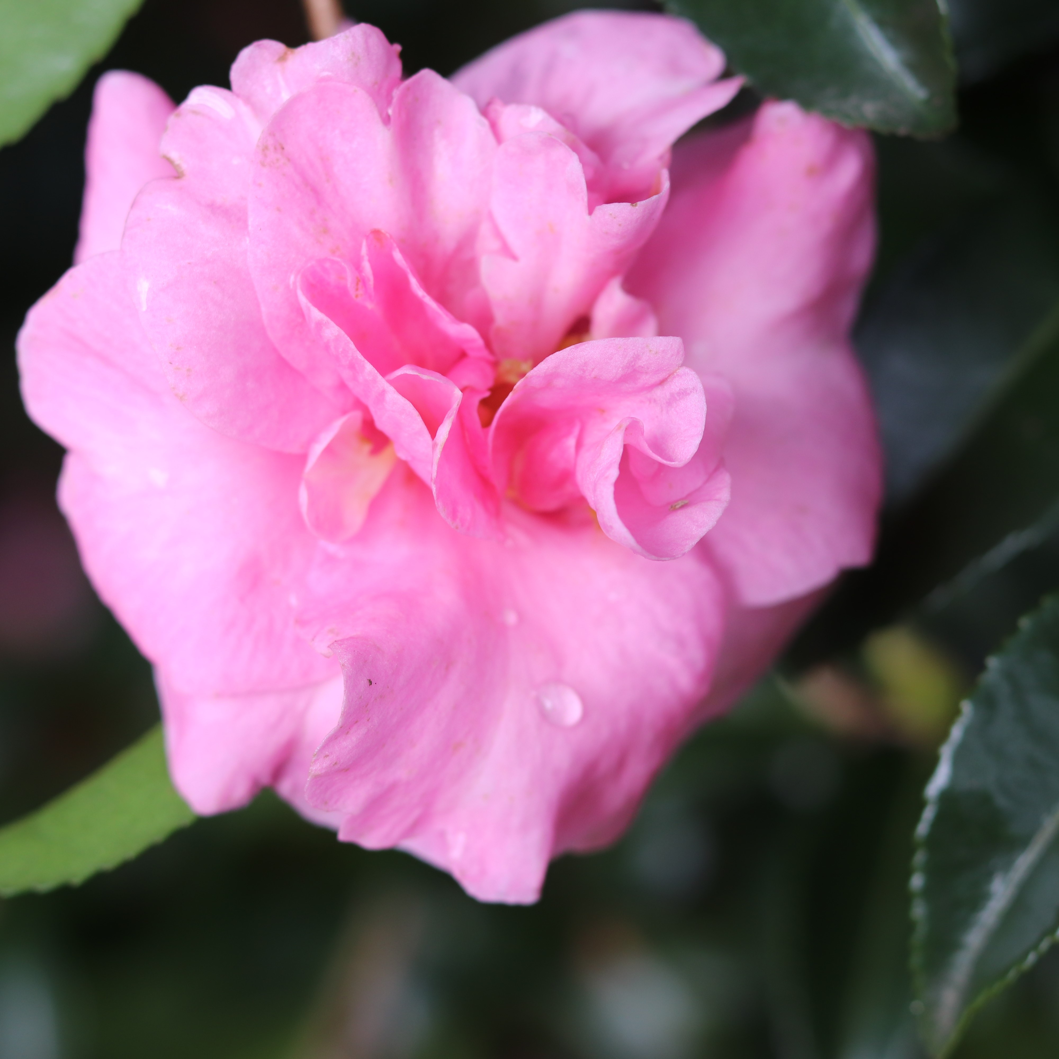 Camellia sasanqua Jennifer Susan