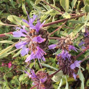 Salvia Celestial Blue