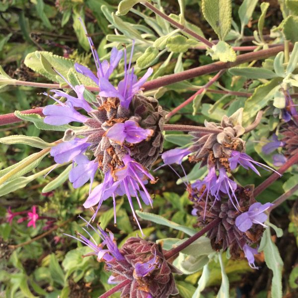 Salvia Celestial Blue