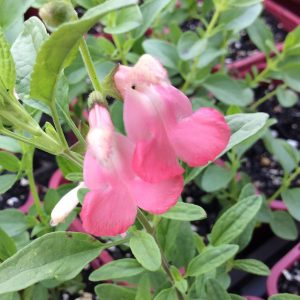 Salvia Coconut Ice