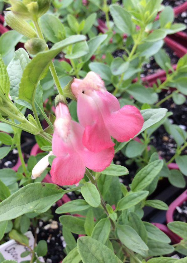 Salvia Coconut Ice