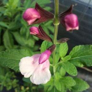 Salvia Di's Delight