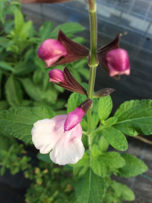 Salvia Di's Delight