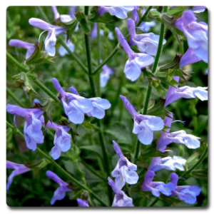 Salvia African Sky